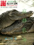 寂静农场TXT下载